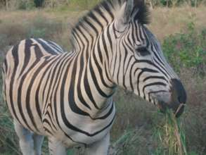 Milkyway our new male zebra, settled and peaceful