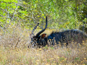 Short Horn died wild and free.