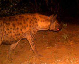 Hyena, night photo from the bush cam camera