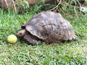 Rescued leopard tortoise