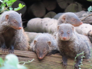 Banded mongoose thriving too.
