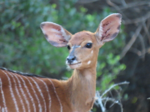 Beautiful gentle female nyala