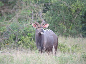 Presious nyala to be saved from culling
