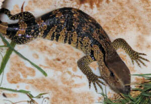 Tiny rock monitor 10 cm