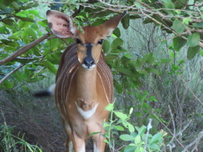 Beautiful young nyala cow healthy and well