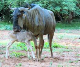 FlowerPatch now adult with her own young Gnu