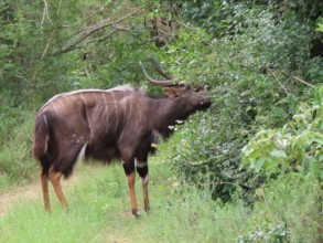 Thin nyala with limp we are looking out for.
