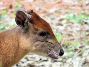 sadly one eye is blind on this old red duiker