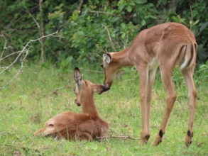 Newborn impala baby