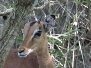 Young impala with straight horns soon to curve