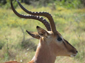 Territorial Impala