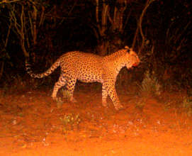 Leopard seen on night cam camera