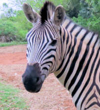 Milky Way our lovely rescued zebra