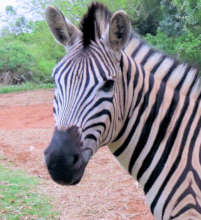 Milky Way our lovely rescued zebra