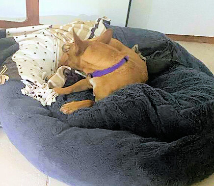 Sound asleep, loved by new family
