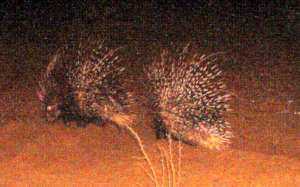 Porcupine passing by the cam camera set for hyena