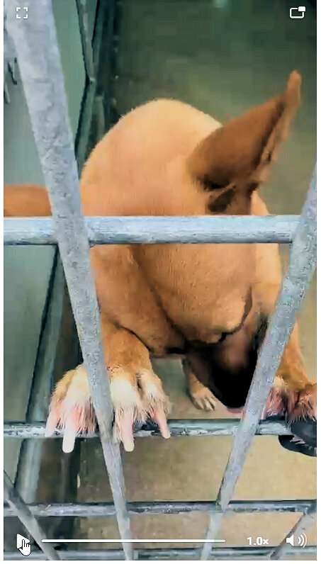 Pleading to be adopted