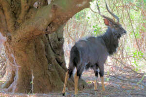 Peaceful and proud Nyala 's wisdom