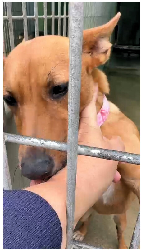 SPCA rescue up for adoption. Her name is Pixi