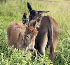 Foal with her mother after treatment
