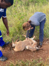 Sadly she died before we could get help to her