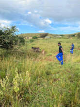 We were able to find and help another ill foal