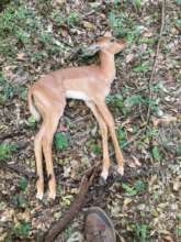 sadly the baby did not survive
