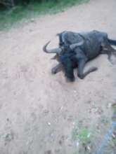 Neighbour's wildebeest