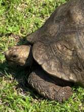 Jamie the rescued leopard tortoise
