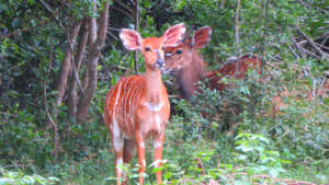 Nyala female, docile but at risk