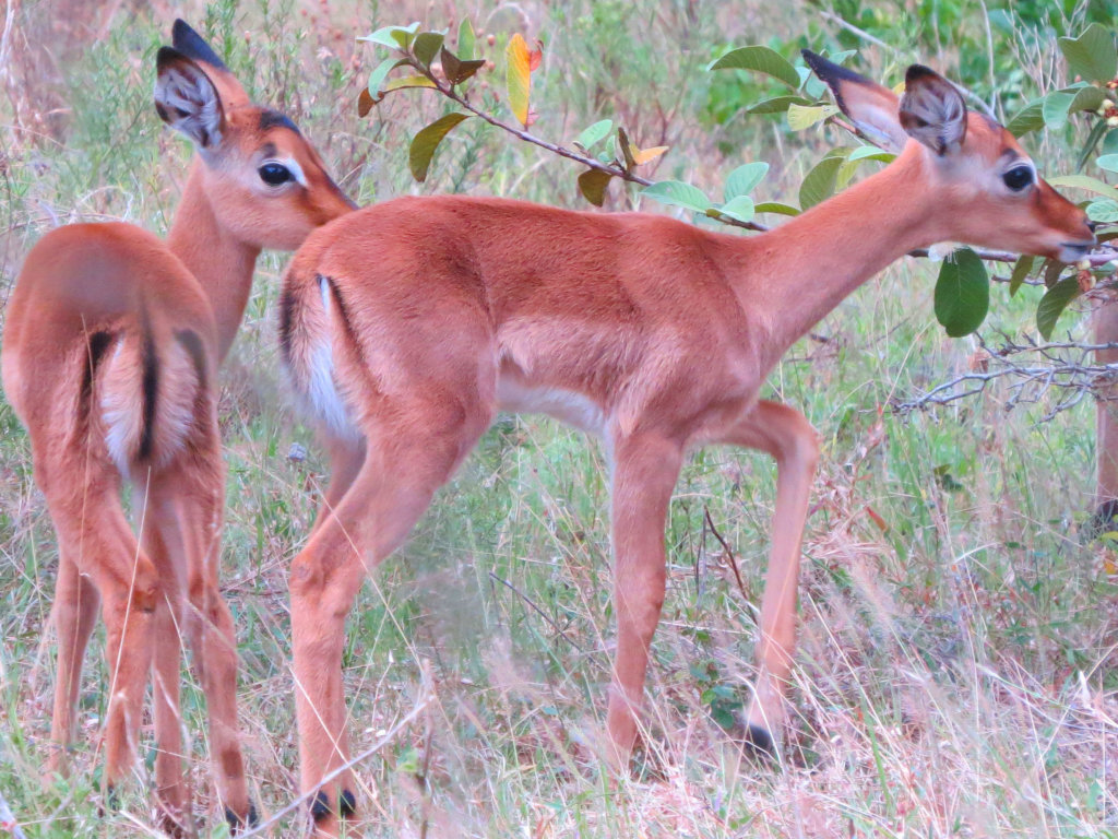 Help Wildlife With Emergency Medical Treatment