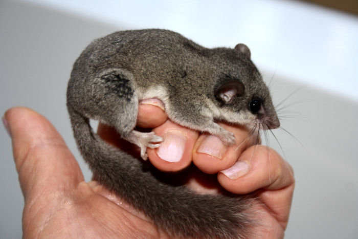 Help Wildlife With Emergency Medical Treatment