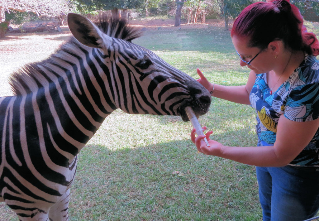 Help Wildlife With Emergency Medical Treatment