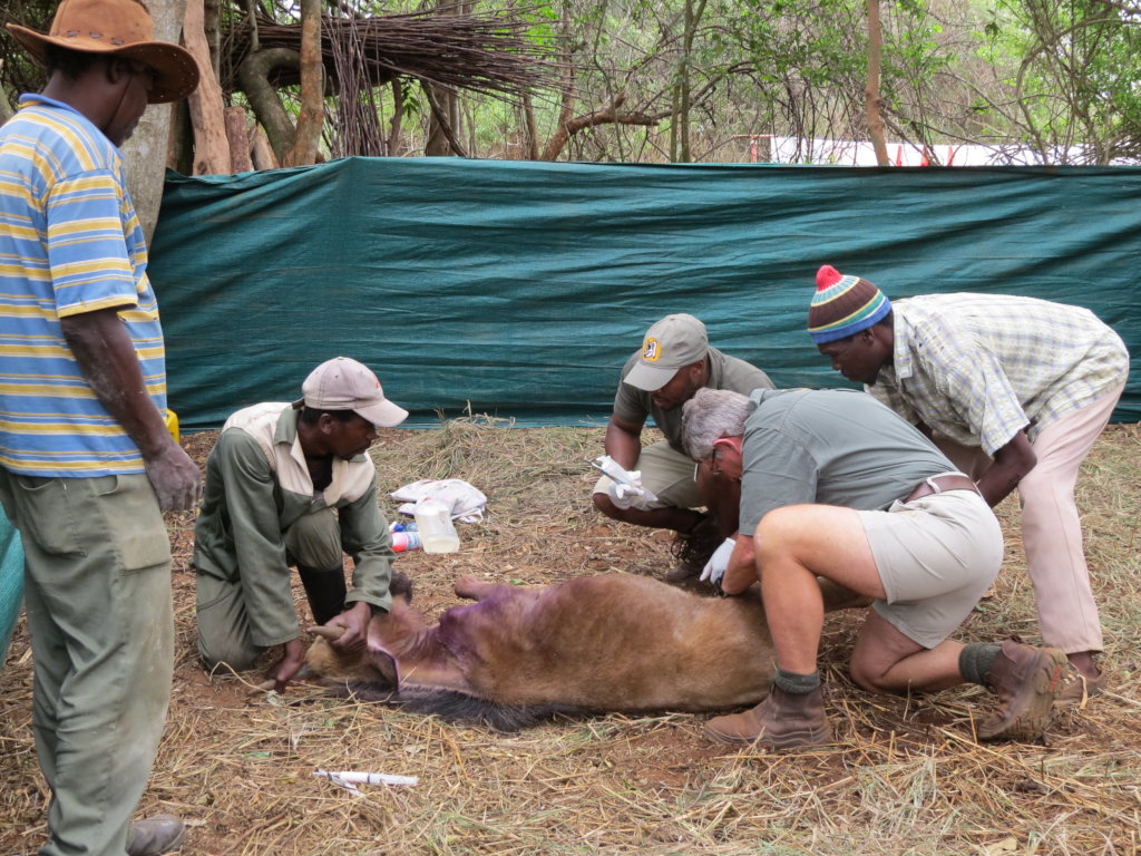 Help Wildlife With Emergency Medical Treatment