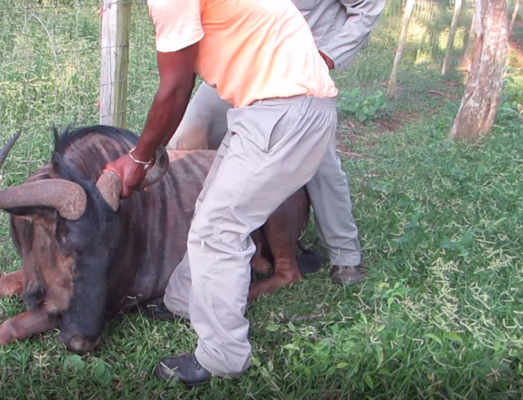 Help Wildlife With Emergency Medical Treatment