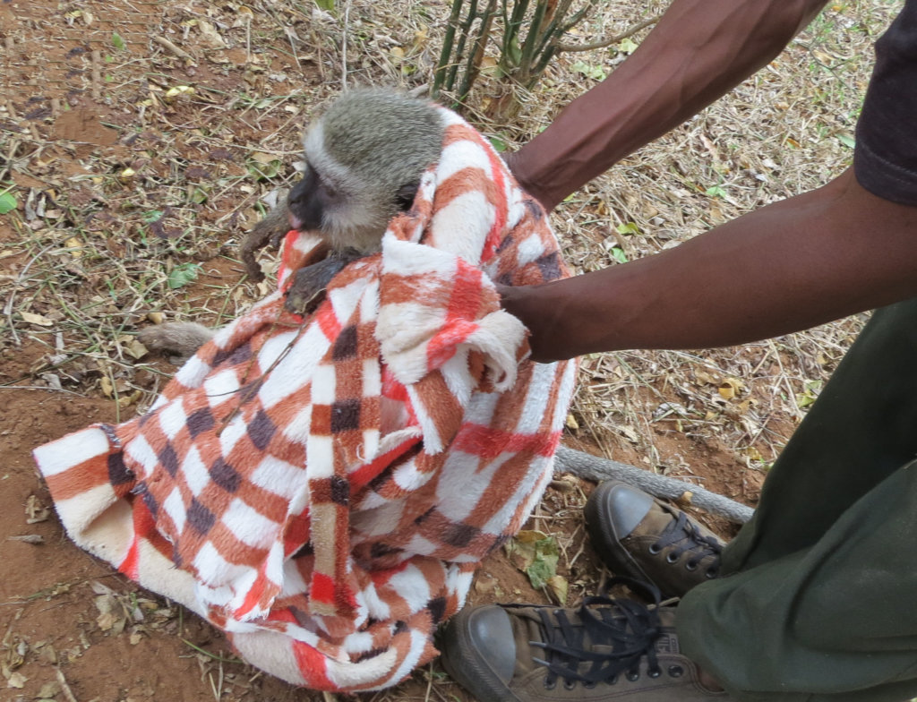 Help Wildlife With Emergency Medical Treatment