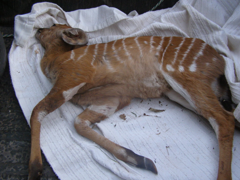 Help Wildlife With Emergency Medical Treatment