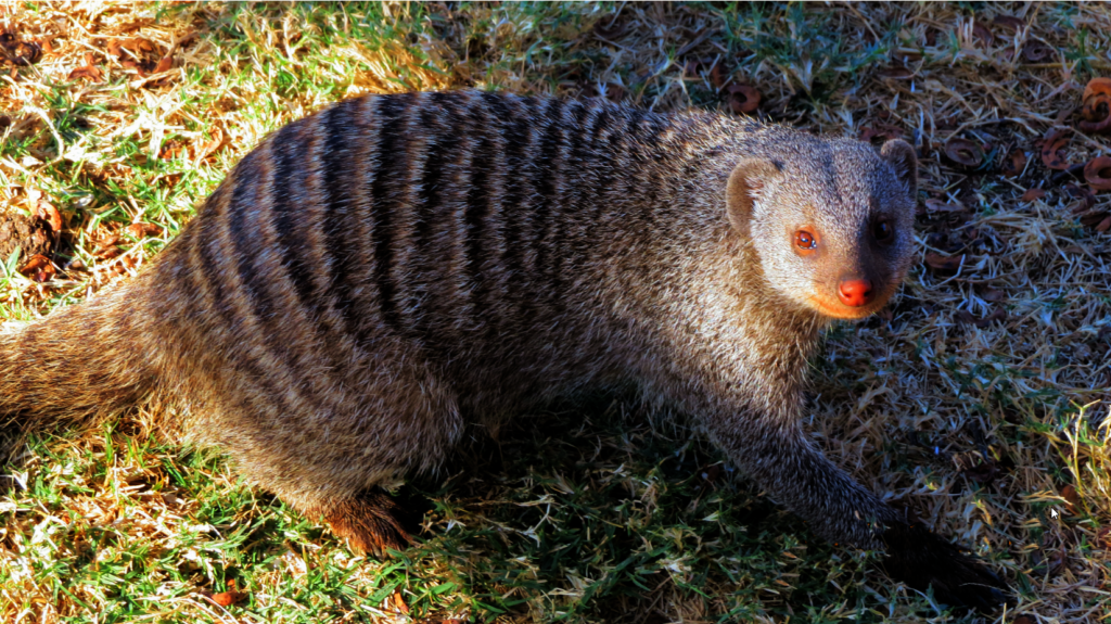 Help Wildlife With Emergency Medical Treatment