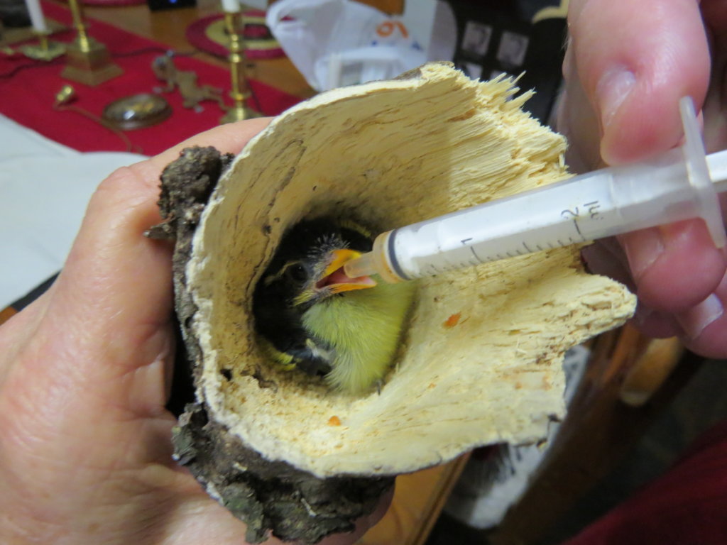 Help Wildlife With Emergency Medical Treatment