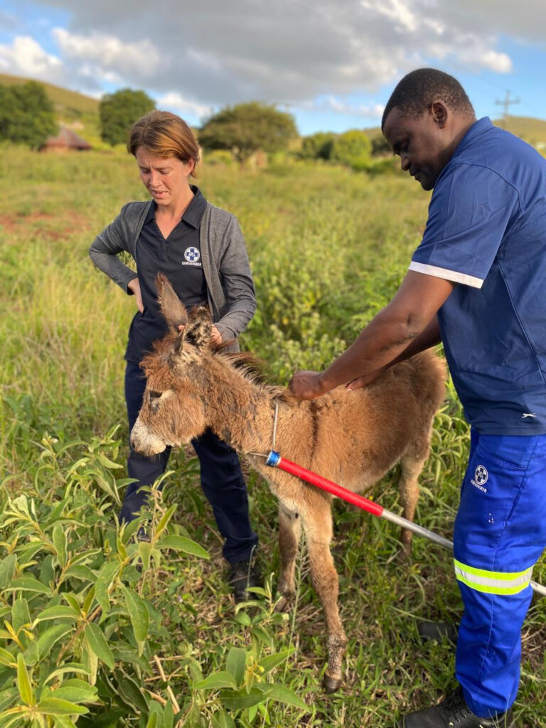 Help Animals With Emergency Medical Treatment