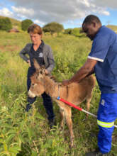 Donkey rescue