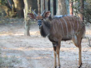 On of the nyala herd that needs to be safely reloc