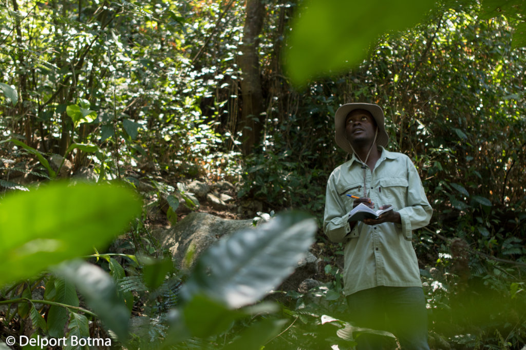 Saving the Chapman pygmy chameleon from extinction