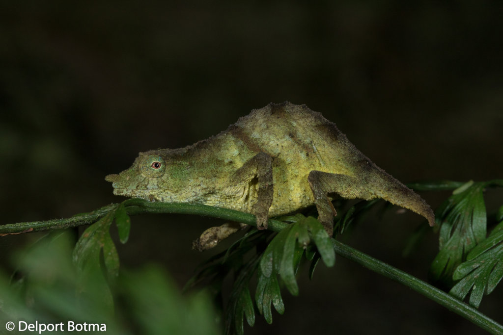 Saving the Chapman pygmy chameleon from extinction