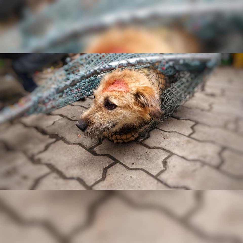 Vaccinate 800 street dogs in India