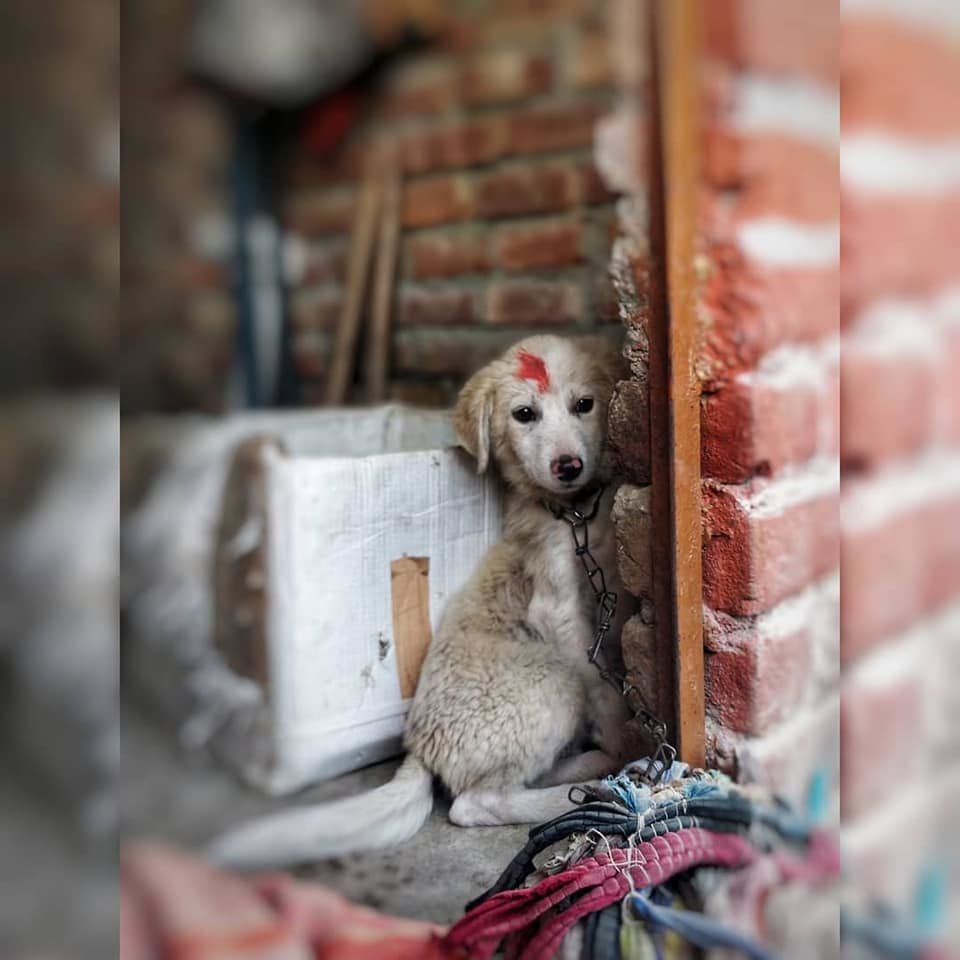 Vaccinate 800 street dogs in India