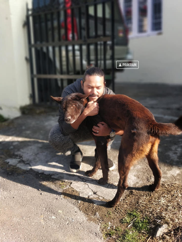 Vaccinate 800 street dogs in India