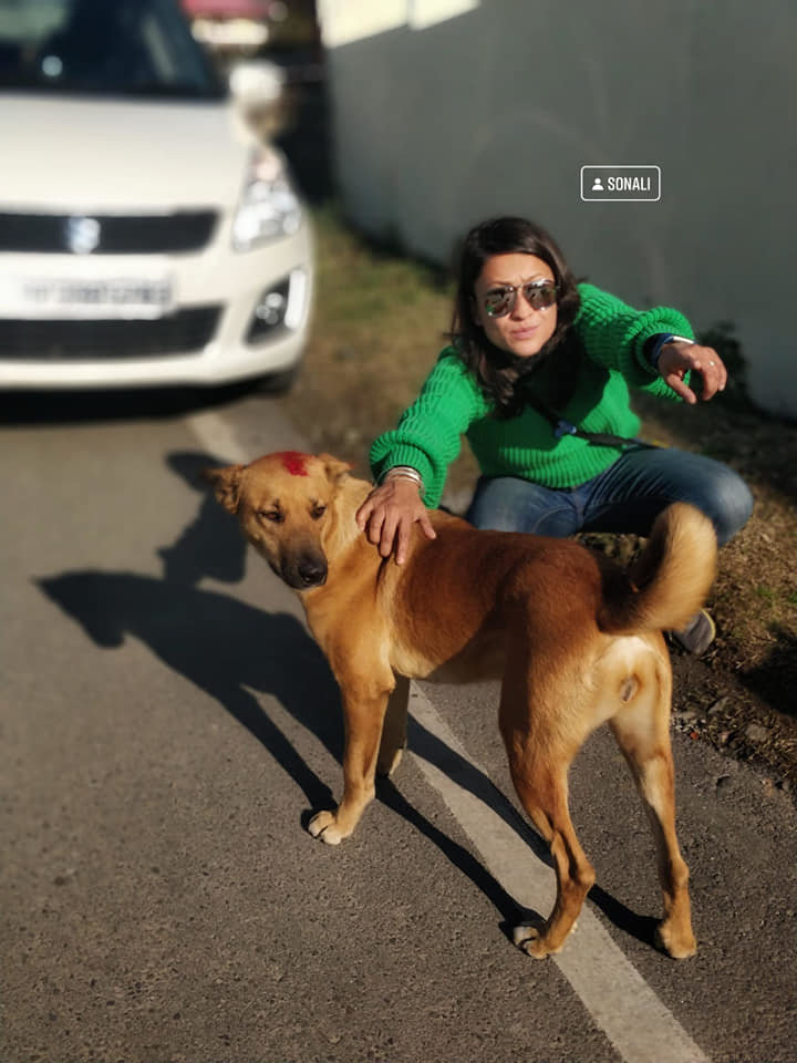 Vaccinate 800 street dogs in India