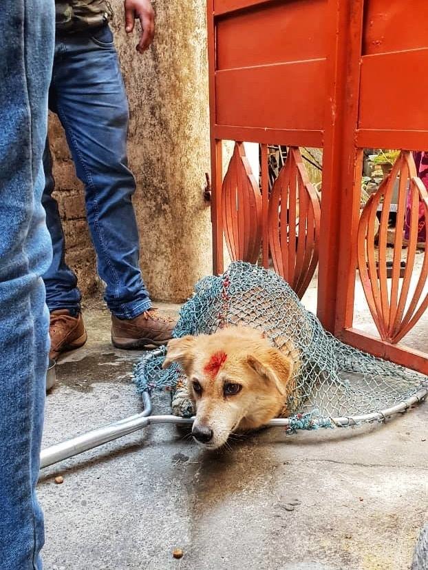 Vaccinate 800 street dogs in India