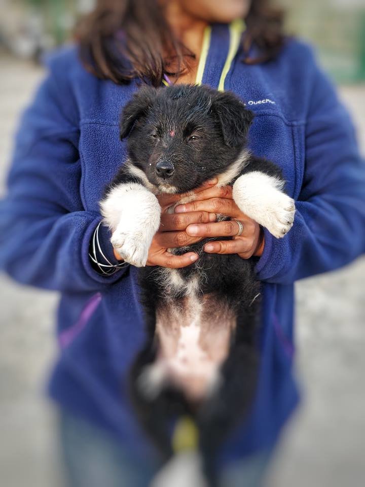 Vaccinate 800 street dogs in India